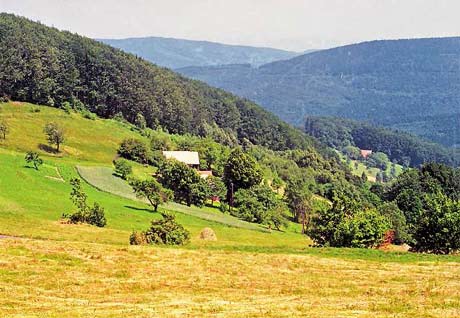 OBRÁZEK : zitkova.jpg
